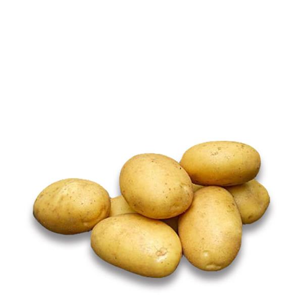 Sava læggekartofler